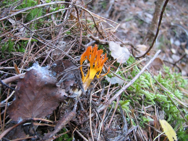 Calocera viscosa
